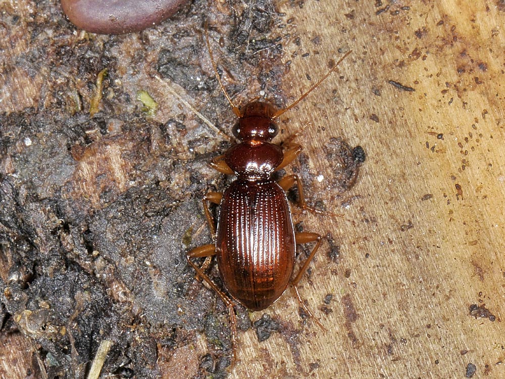 Leistus quale? L. ferrugineus